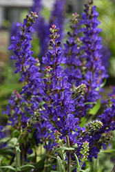 Dark Matter Meadow Sage (Salvia nemorosa 'Dark Matter') at Canadale Nurseries