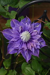 Diamantina Clematis (Clematis 'Diamantina') at Canadale Nurseries
