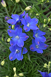 Blue Mirror Delphinium (Delphinium grandiflorum 'Blue Mirror') at Canadale Nurseries