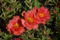 Sundial Scarlet Portulaca (Portulaca grandiflora 'Sundial Scarlet') at Canadale Nurseries