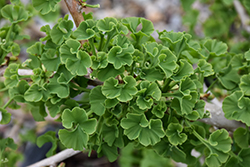 Mariken Dwarf Ginkgo (Ginkgo biloba 'Mariken') at Canadale Nurseries