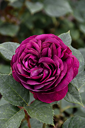 Celestial Night Rose (Rosa 'WEKebtigrad') at Canadale Nurseries