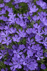 Violet Pinwheels Phlox (Phlox 'Violet Pinwheels') at Canadale Nurseries