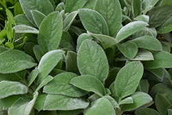 Giant Lamb's Ears (Stachys byzantina 'Big Ears') at Canadale Nurseries