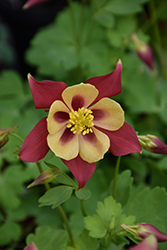 Earlybird Red and Yellow Columbine (Aquilegia 'Earlybird Red And Yellow') at Canadale Nurseries