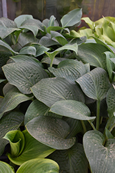 T-Rex Hosta (Hosta 'T-Rex') at Canadale Nurseries