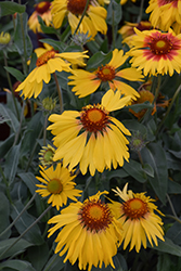 Amber Wheels Blanket Flower (Gaillardia x grandiflora 'Amber Wheels') at Canadale Nurseries