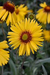 Amber Wheels Blanket Flower (Gaillardia x grandiflora 'Amber Wheels') at Canadale Nurseries