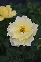 Yukon Sun Rose (Rosa 'Yukon Sun') at Canadale Nurseries