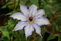 The First Lady Clematis (Clematis 'The First Lady') at Canadale Nurseries