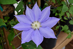 H.F. Young Clematis (Clematis 'H.F. Young') at Canadale Nurseries