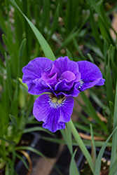 Concord Crush Siberian Iris (Iris sibirica 'Concord Crush') at Canadale Nurseries