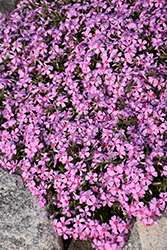 Eye Candy Creeping Phlox (Phlox subulata 'Eye Candy') at Canadale Nurseries