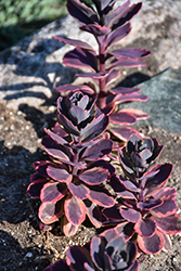 Sunsparkler Dazzling Dynamite Stonecrop (Sedum 'Dazzling Dynamite') at Canadale Nurseries