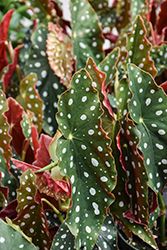 Spotted Begonia (Begonia maculata) at Canadale Nurseries