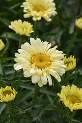 Sweet Daisy Izabel Shasta Daisy (Leucanthemum x superbum 'Izabel') at Canadale Nurseries