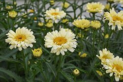 Sweet Daisy Izabel Shasta Daisy (Leucanthemum x superbum 'Izabel') at Canadale Nurseries