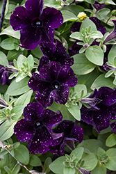 Starlet Midnight Sky Petunia (Petunia 'KLEPH19440') at Canadale Nurseries