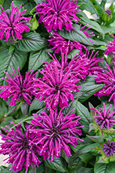 Rockin' Raspberry Beebalm (Monarda 'Rockin' Raspberry') at Canadale Nurseries