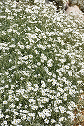 Snow-In-Summer (Cerastium tomentosum) at Canadale Nurseries