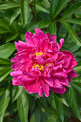 Karl Rosenfield Peony (Paeonia 'Karl Rosenfield') at Canadale Nurseries