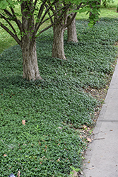 Common Periwinkle (Vinca minor) at Canadale Nurseries