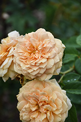 Teasing Georgia Rose (Rosa 'Teasing Georgia') at Canadale Nurseries