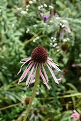 Pale Purple Coneflower (Echinacea pallida) at Canadale Nurseries
