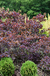 Velveteeny Purple Smokebush (Cotinus coggygria 'Cotsidh5') at Canadale Nurseries