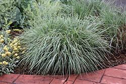 Standing Ovation Bluestem (Schizachyrium scoparium 'Standing Ovation') at Canadale Nurseries