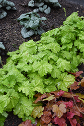 Dressed Up Ball Gown Coral Bells (Heuchera 'Ball Gown') at Canadale Nurseries