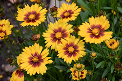 Solanna Sunset Bright Tickseed (Coreopsis grandiflora 'Solanna Sunset Bright') at Canadale Nurseries