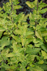 Gold Crest Caryopteris (Caryopteris x clandonensis 'Gold Crest') at Canadale Nurseries