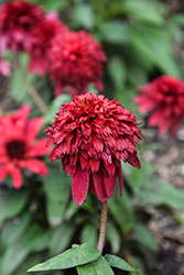 Double Scoop Strawberry Deluxe Coneflower (Echinacea 'Balscawbux') at Canadale Nurseries