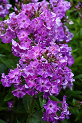 Early Purple Eye Garden Phlox (Phlox paniculata 'Early Purple Eye') at Canadale Nurseries