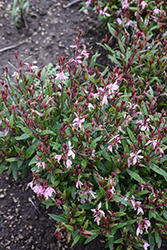 Steffi Blush Pink Gaura (Gaura lindheimeri 'Steffi Blush Pink') at Canadale Nurseries