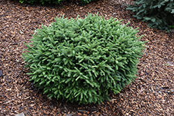 Pumila Norway Spruce (Picea abies 'Pumila') at Canadale Nurseries