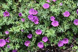 Tiny Monster Cranesbill (Geranium 'Tiny Monster') at Canadale Nurseries