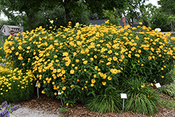 Burning Hearts False Sunflower (Heliopsis helianthoides 'Burning Hearts') at Canadale Nurseries