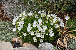Rapido White Bellflower (Campanula carpatica 'Rapido White') at Canadale Nurseries