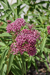 Swamp Milkweed (Asclepias incarnata) at Canadale Nurseries