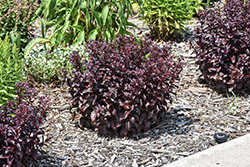 Dark Magic Stonecrop (Sedum telephium 'Dark Magic') at Canadale Nurseries