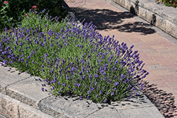 Munstead Lavender (Lavandula angustifolia 'Munstead') at Canadale Nurseries