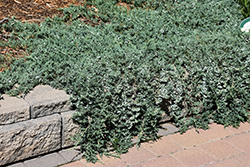 Blue Rug Juniper (Juniperus horizontalis 'Wiltonii') at Canadale Nurseries