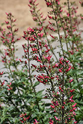 Red Birds In A Tree (Scrophularia macrantha) at Canadale Nurseries