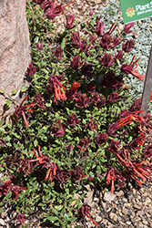 Marian Sampson Scarlet Monardella (Monardella macrantha 'Marian Sampson') at Canadale Nurseries