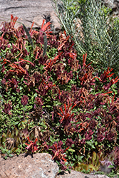 Marian Sampson Scarlet Monardella (Monardella macrantha 'Marian Sampson') at Canadale Nurseries