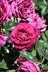 Celestial Night Rose (Rosa 'WEKebtigrad') at Canadale Nurseries