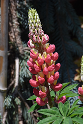 West Country Tequila Flame Lupine (Lupinus 'Tequila Flame') at Canadale Nurseries
