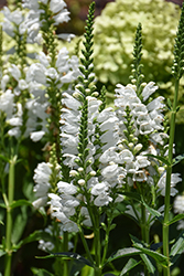 Crystal Peak White Obedient Plant (Physostegia virginiana 'Crystal Peak White') at Canadale Nurseries